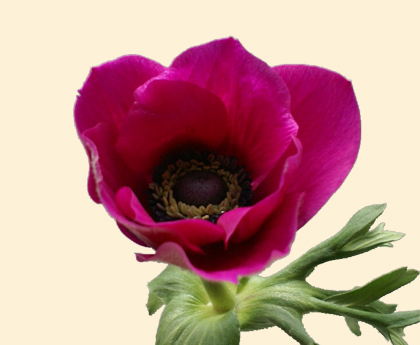 ANSF